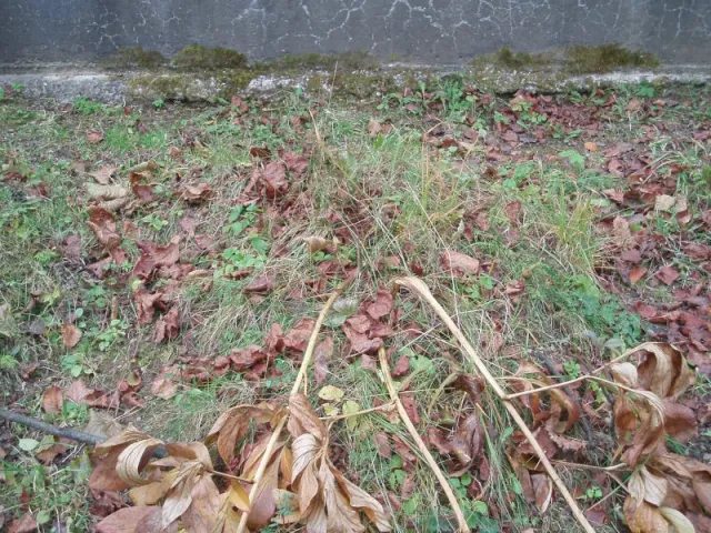 p1010060